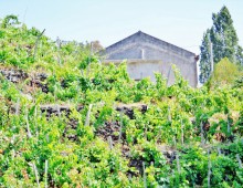 Rustico con palmento,2500 di terreno coltivato a vigneto doc accanto alla villa del grandissimo maestro BATTIATO