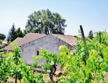 Rustico con palmento,2500 di terreno coltivato a vigneto doc accanto alla villa del grandissimo maestro BATTIATO