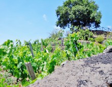 Rustico con palmento,2500 di terreno coltivato a vigneto doc accanto alla villa del grandissimo maestro BATTIATO