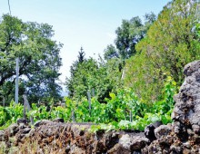 Rustico con palmento,2500 di terreno coltivato a vigneto doc accanto alla villa del grandissimo maestro BATTIATO