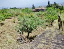 Rustico con palmento e 500 mq di terreno