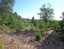 10000 mq di terreno prevalente agrumeto ed altri alberi da frutto in zona panoramica