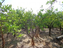 10000 mq di terreno prevalente agrumeto ed altri alberi da frutto in zona panoramica