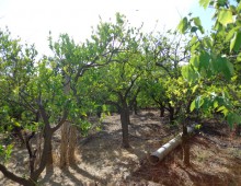 10000 mq di terreno prevalente agrumeto ed altri alberi da frutto in zona panoramica