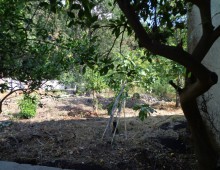 10000 mq di terreno prevalente agrumeto ed altri alberi da frutto in zona panoramica