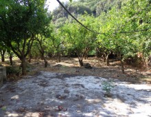 10000 mq di terreno prevalente agrumeto ed altri alberi da frutto in zona panoramica