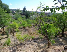 10000 mq di terreno prevalente agrumeto ed altri alberi da frutto in zona panoramica