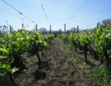 Casetta singola con palmento e terreno coltivato con ulivi e alberi da frutto