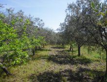 Casetta singola con palmento e terreno coltivato con ulivi e alberi da frutto