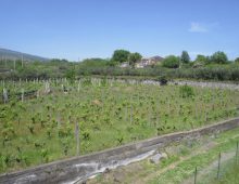 Casetta singola con palmento e terreno coltivato con ulivi e alberi da frutto