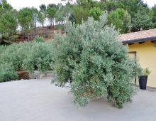 Ricercata casetta immersa nel verde alle pendici dell’Etna