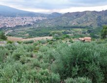 Ricercata casetta immersa nel verde alle pendici dell’Etna