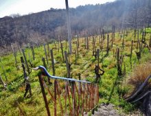 Terreno con rustico e palmento