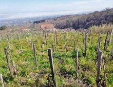 Terreno con rustico e palmento