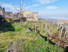 Terreno con rustico e palmento