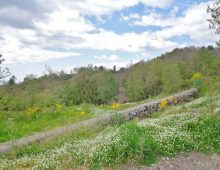 Ampio terreno di 5 ettari con fabbricati