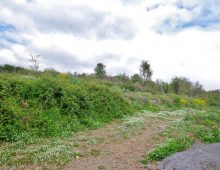 Ampio terreno di 5 ettari con fabbricati