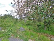 Ampio terreno di 5 ettari con fabbricati