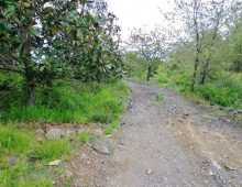 Ampio terreno di 5 ettari con fabbricati