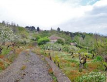 Ampio terreno di 5 ettari con fabbricati