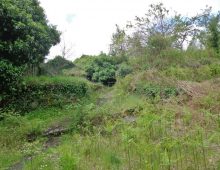 Ampio terreno di 5 ettari con fabbricati