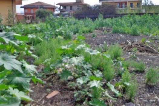 Terreno edificabile in zona in via d’espansione
