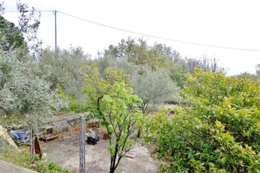 2800 mq di terreno pianeggiante con uliveto e diversi alberi da frutto