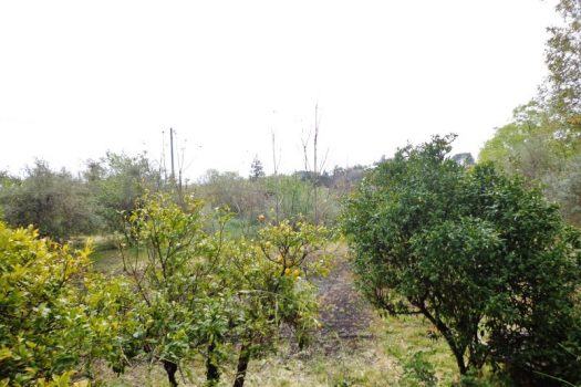2800 mq di terreno pianeggiante con uliveto e diversi alberi da frutto