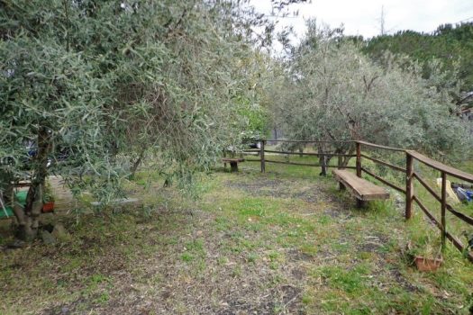 2800 mq di terreno pianeggiante con uliveto e diversi alberi da frutto