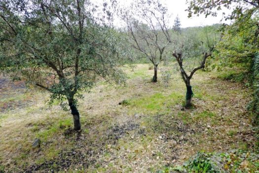 2800 mq di terreno pianeggiante con uliveto e diversi alberi da frutto