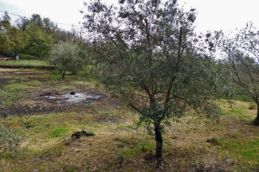 2800 mq di terreno pianeggiante con uliveto e diversi alberi da frutto