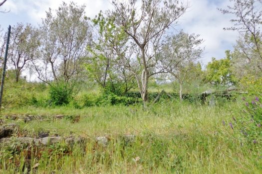 2800 mq di terreno pianeggiante con uliveto e diversi alberi da frutto