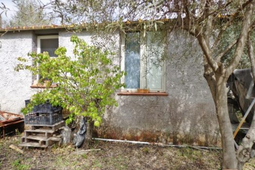 2800 mq di terreno pianeggiante con uliveto e diversi alberi da frutto