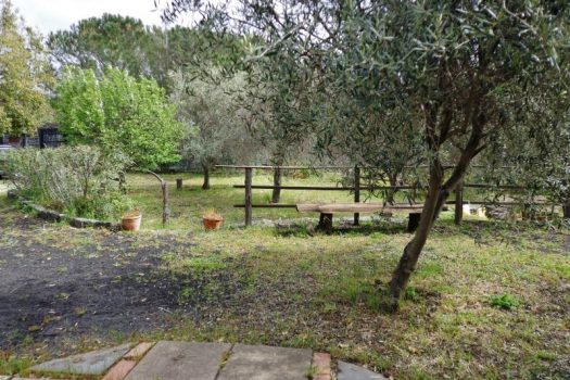 2800 mq di terreno pianeggiante con uliveto e diversi alberi da frutto