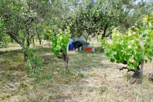 1000 mq di terreno agricolo coltivato