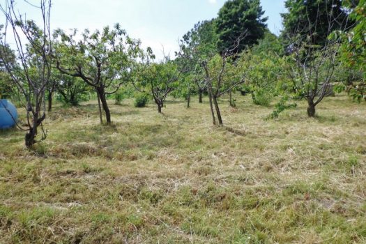 1000 mq di terreno agricolo coltivato