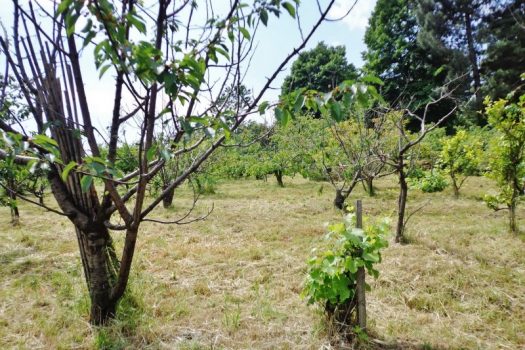 1000 mq di terreno agricolo coltivato
