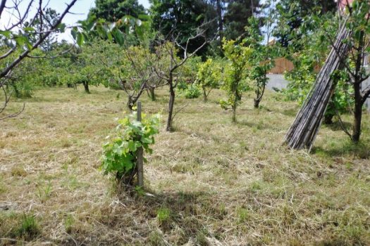 1000 mq di terreno agricolo coltivato