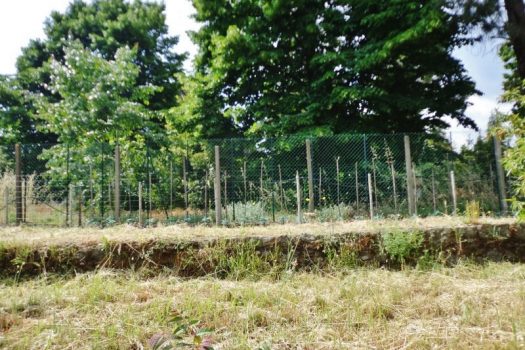 1000 mq di terreno agricolo coltivato