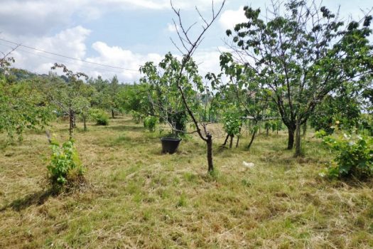 1000 mq di terreno agricolo coltivato