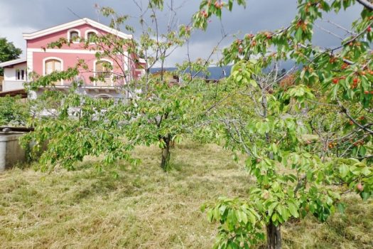 1000 mq di terreno agricolo coltivato