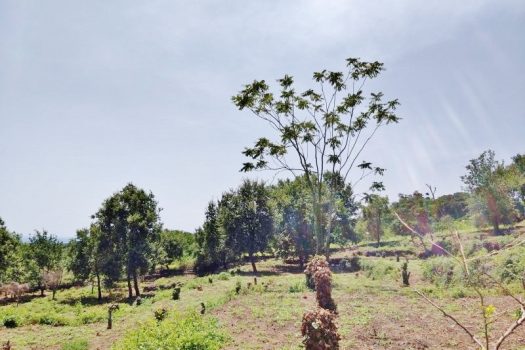 Splendido terreno panoramico ideale per realizzazione villa singola