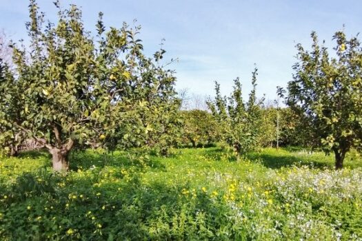 Terreno con splendido casale con progetto approvato più villino con dependance a 800 mt dal mare