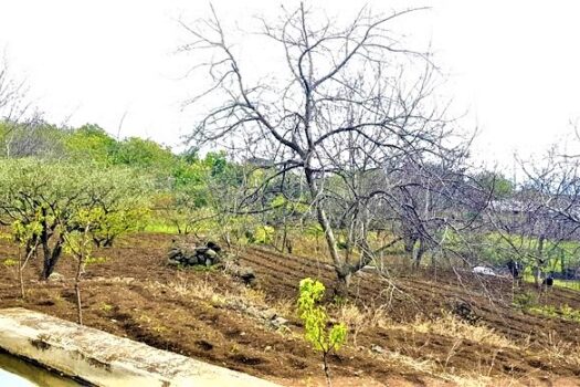 Terreno agricolo panoramico con diversi alberi da frutto