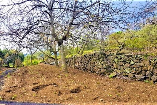 Terreno agricolo panoramico con diversi alberi da frutto