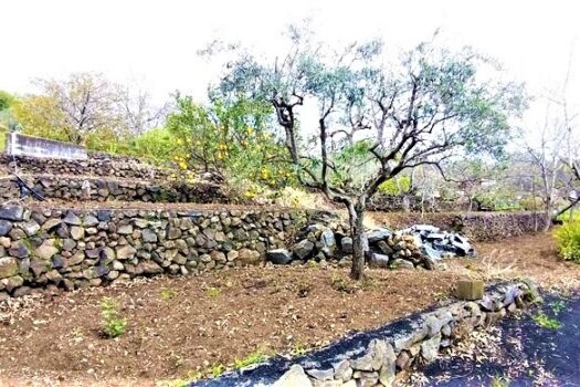 Terreno agricolo panoramico con diversi alberi da frutto
