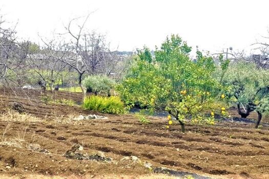 Terreno agricolo panoramico con diversi alberi da frutto