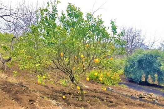 Terreno agricolo panoramico con diversi alberi da frutto