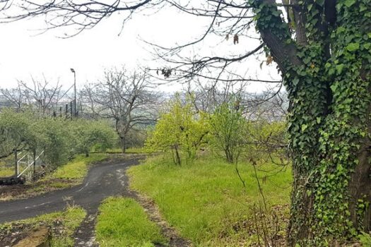 Terreno agricolo panoramico con diversi alberi da frutto