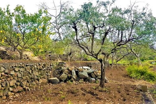 Terreno agricolo panoramico con diversi alberi da frutto